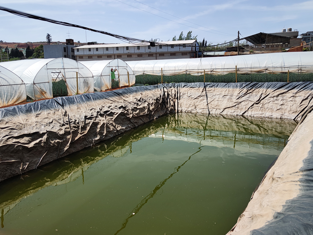 ��ֲ��ֳ����