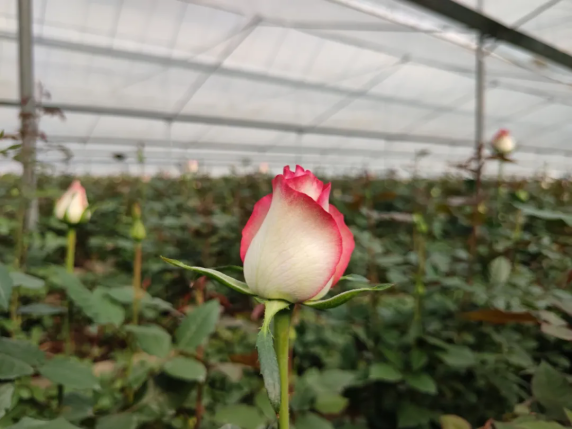 640 (1).webp (7).png